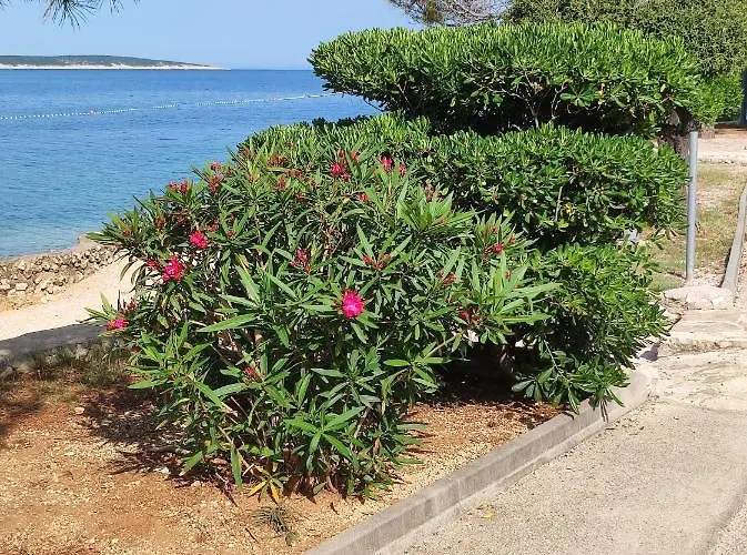 Dolphin View With A Pool By The * Mandre
